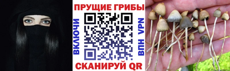 МЕГА   Апатиты  Галлюциногенные грибы мухоморы 